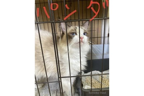 販売中のラグドールの親猫